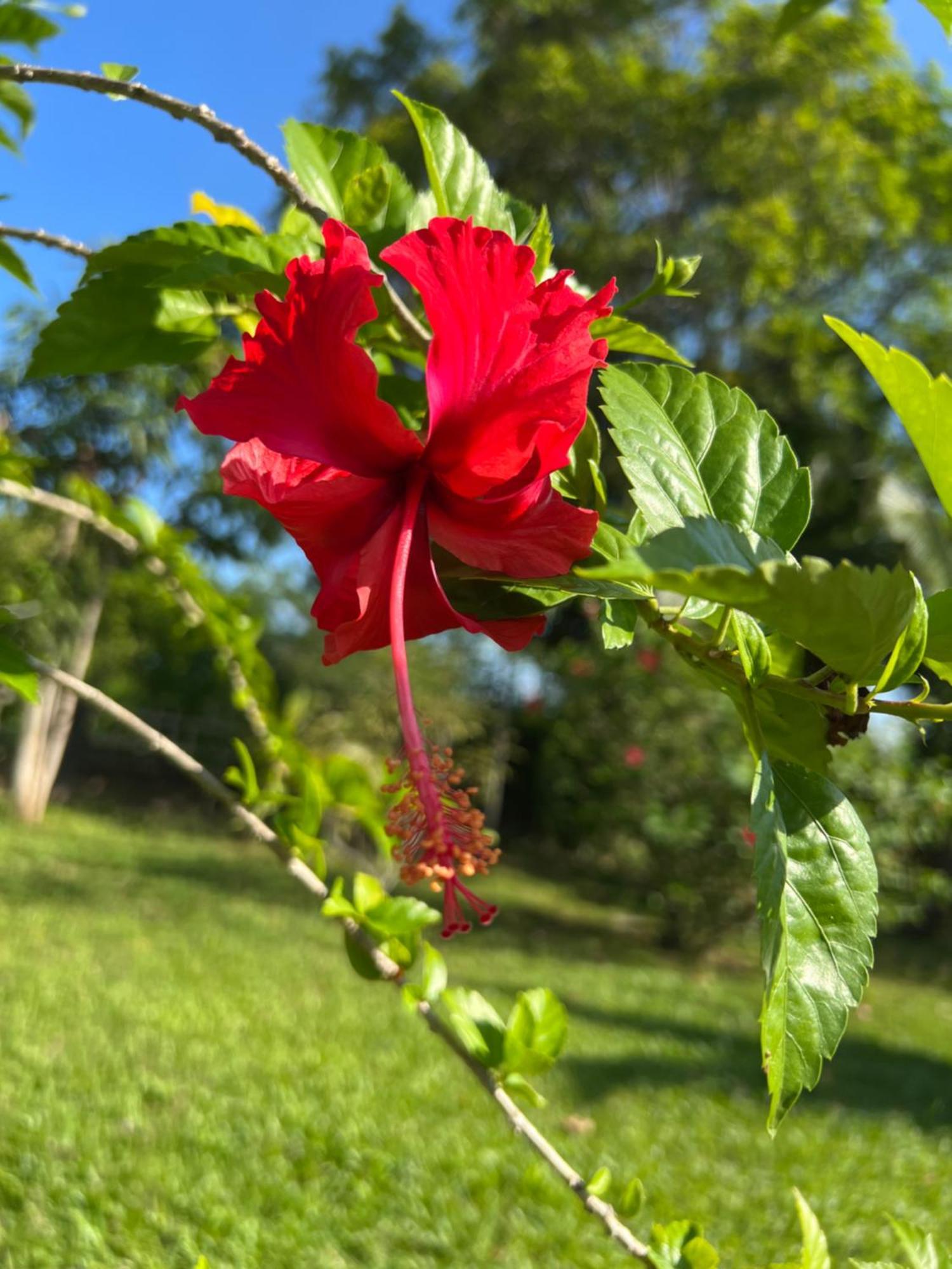 Lovely Garden Villas Pantai Cenang  Dış mekan fotoğraf